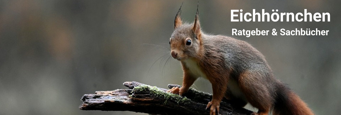 Eichhörnchen Sachbücher und Ratgeber Eichhörnchen Sachbücher und Ratgeber